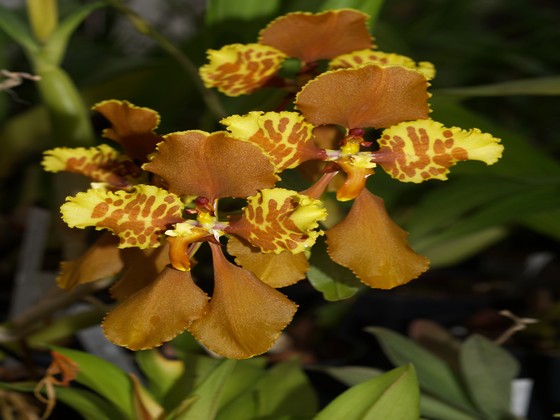 Botanical Garden Teplice