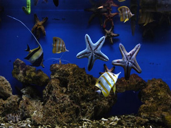 Sea World