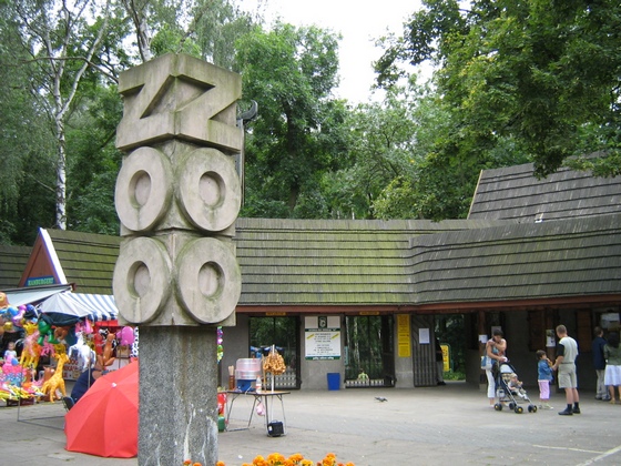 Lodz Zoo – Agalychnis Callidryas