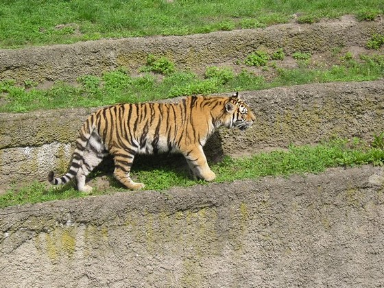 ZOO Łódź – Amur Tiger