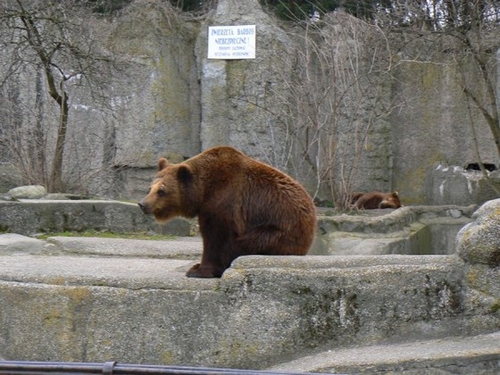 Warsaw Zoo – Brown Bear