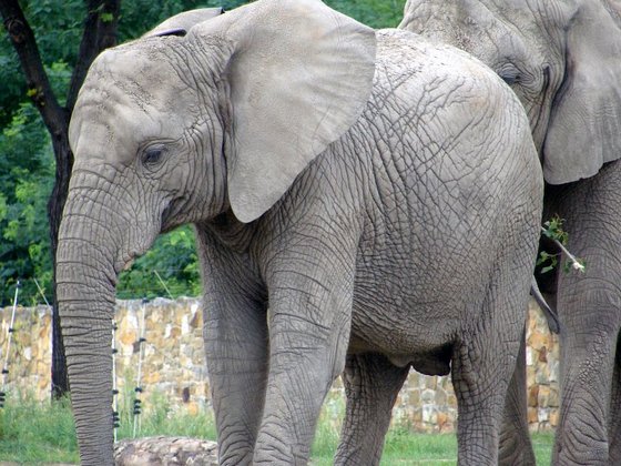 ZOO Warsaw – African Elephant