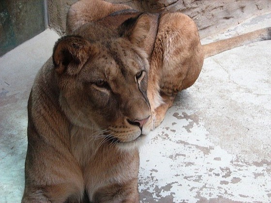 Wroclaw Zoo – Giraffe, Lion