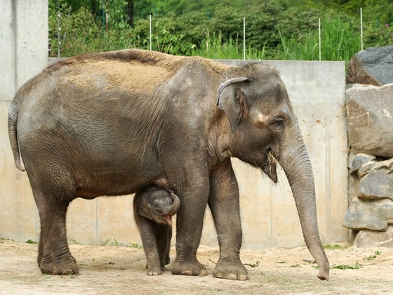 ZOO Ostrava – Kukang