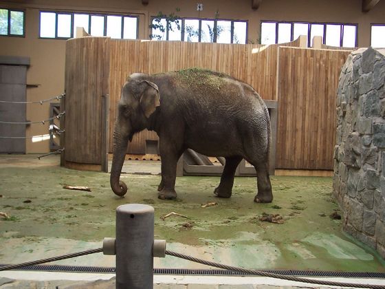 ZOO Ostrava – Indian elephant