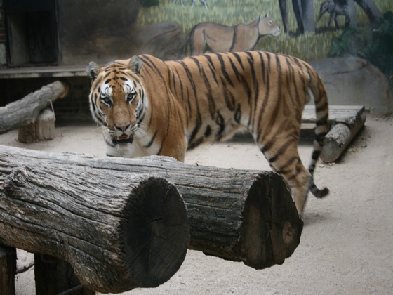 Hodonín Zoo – Usurian Tiger