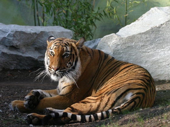 ZOO Ústí nad Labem – Malay Tiger