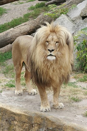 ZOO Ústí nad Labem – Congolese Lion