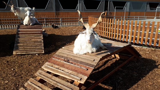 Farmapark Soběhrdy watusi