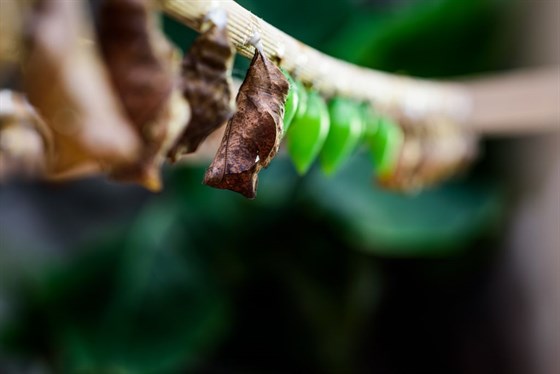 Papillonia Butterfly House