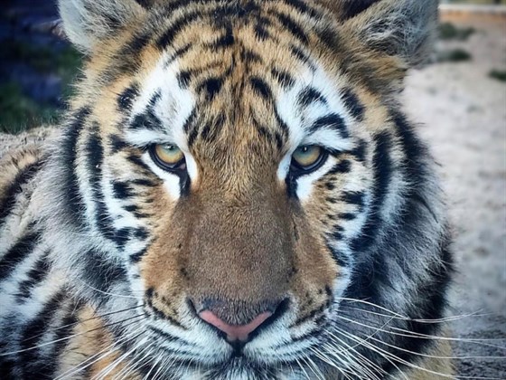 Malkia Park Tiger