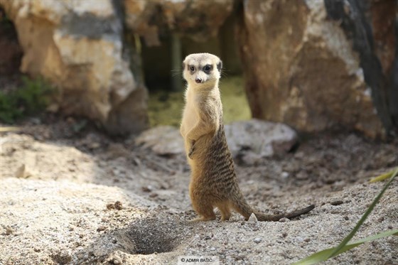 Pioneer Valley of the Sarajevo Suricata Zoo