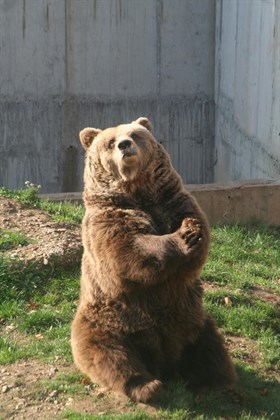 Pioneer Valley ZOO Sarajevo Bear