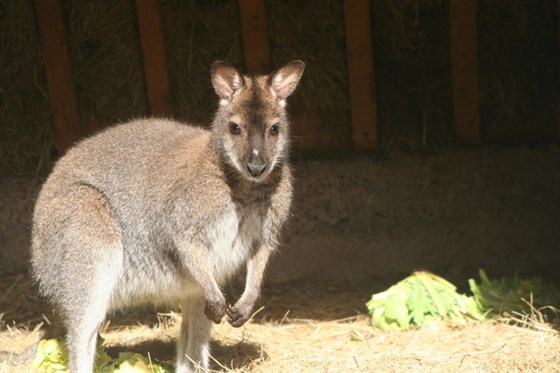 Pioneer Valley Sarajevo Kangaroo Zoo