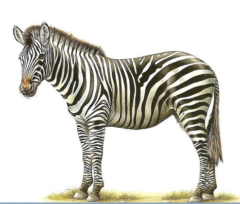Pioneer Valley ZOO Sarajevo zebra